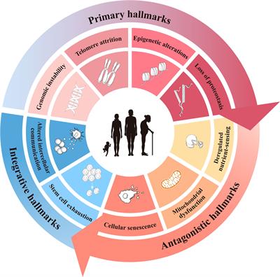 Aging conundrum: A perspective for ovarian aging